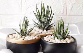 www.viverofiore.com.ar wsp 2215790666